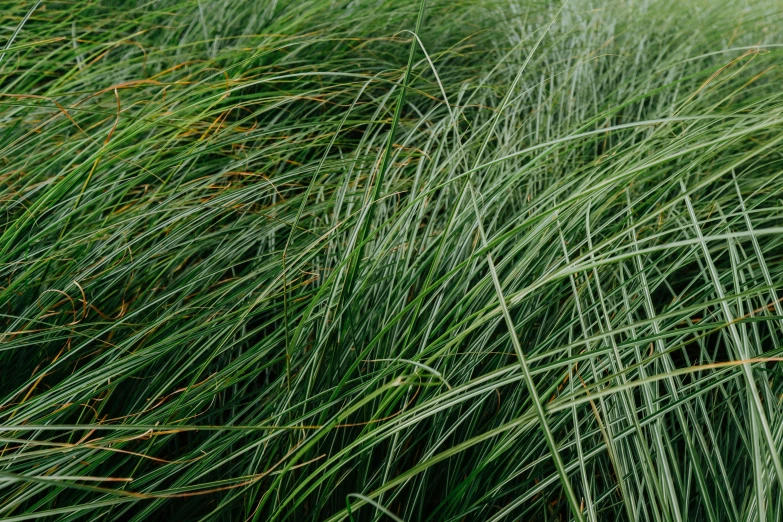 some very long green grass blowing in the wind