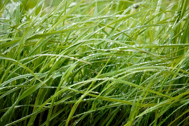 some tall green grass with dew covered leaves