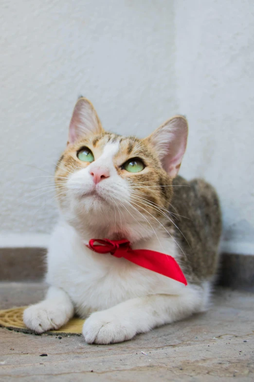 a white and grey cat wearing a red bow tie