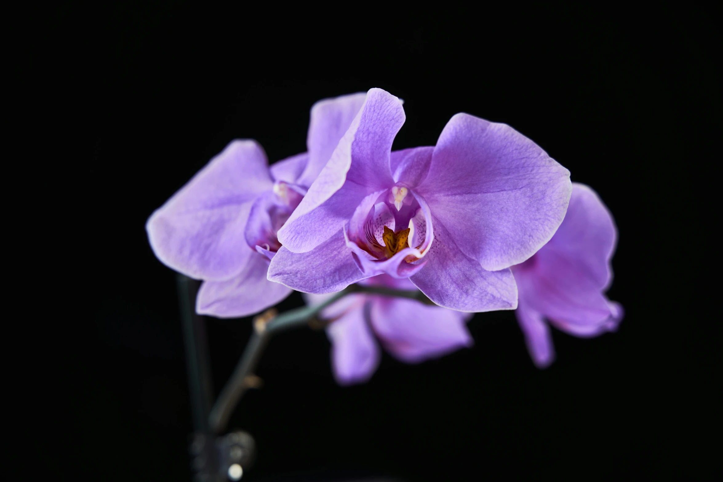 the large purple flowers are in a black vase