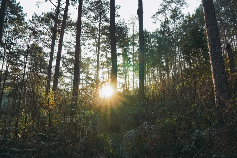 the sun shines through the trees of a forested area