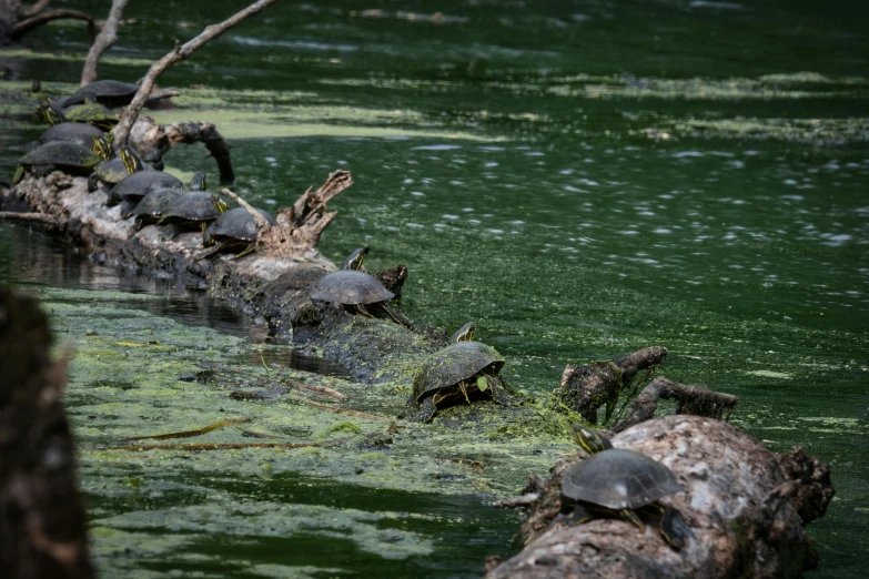 the turtles are getting ready to climb on a log in the water