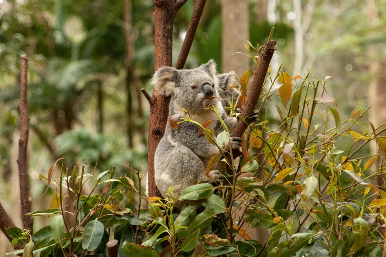 a koala bear is perched on top of the tree