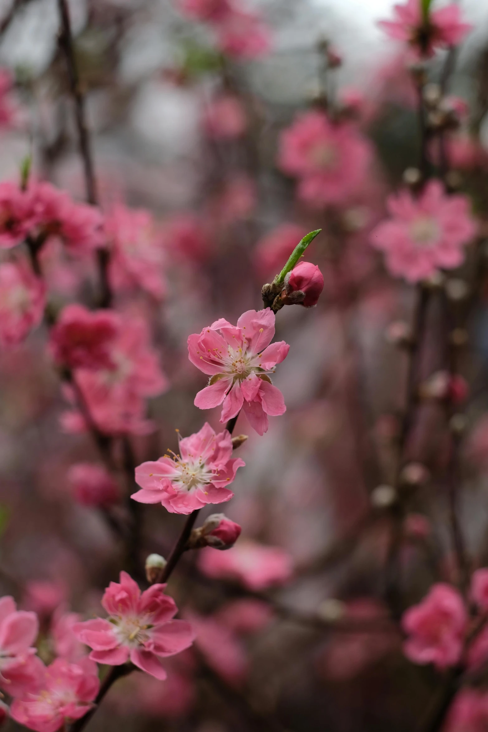 a close up of pink flowers on a tree