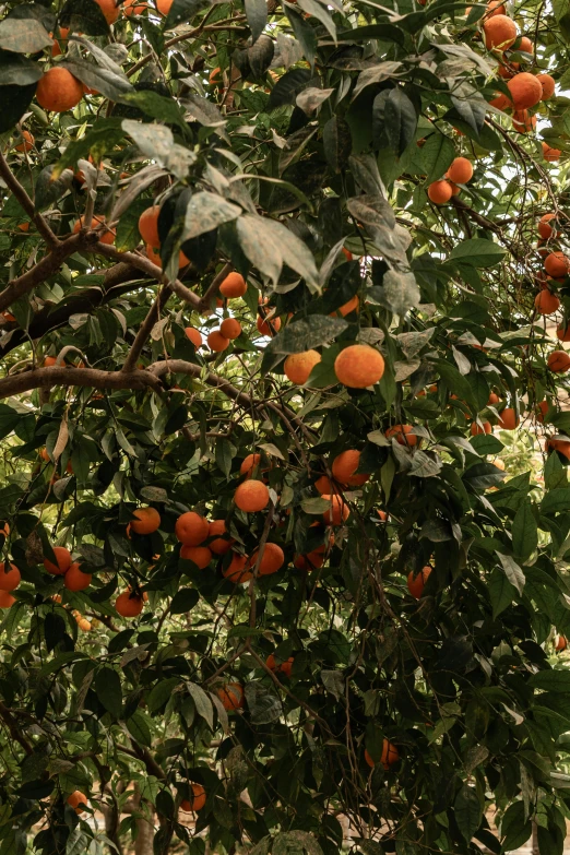 a lot of oranges growing on some trees