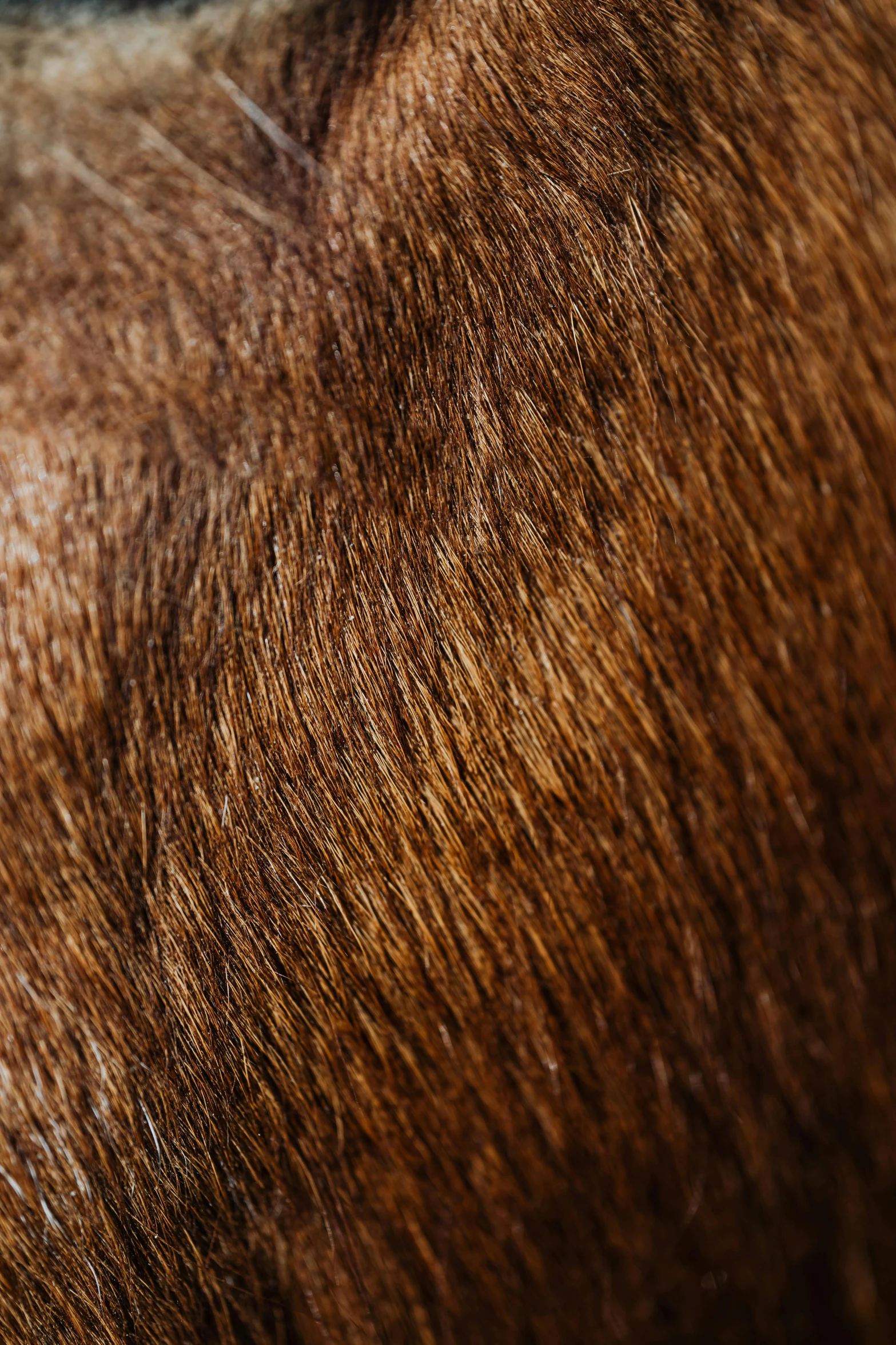 the top part of a horse's head looking down