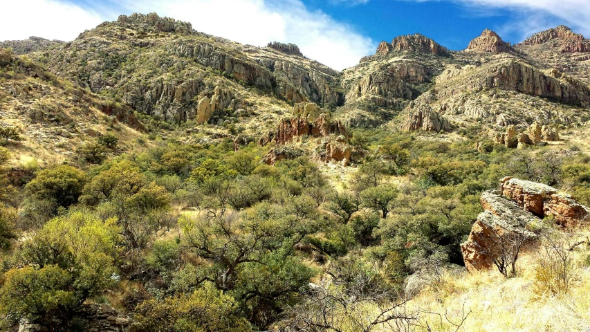 a rocky hillside with trees growing out of it