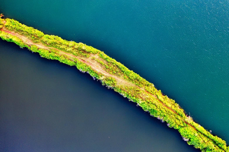 an aerial view of trees on the shore of a lake