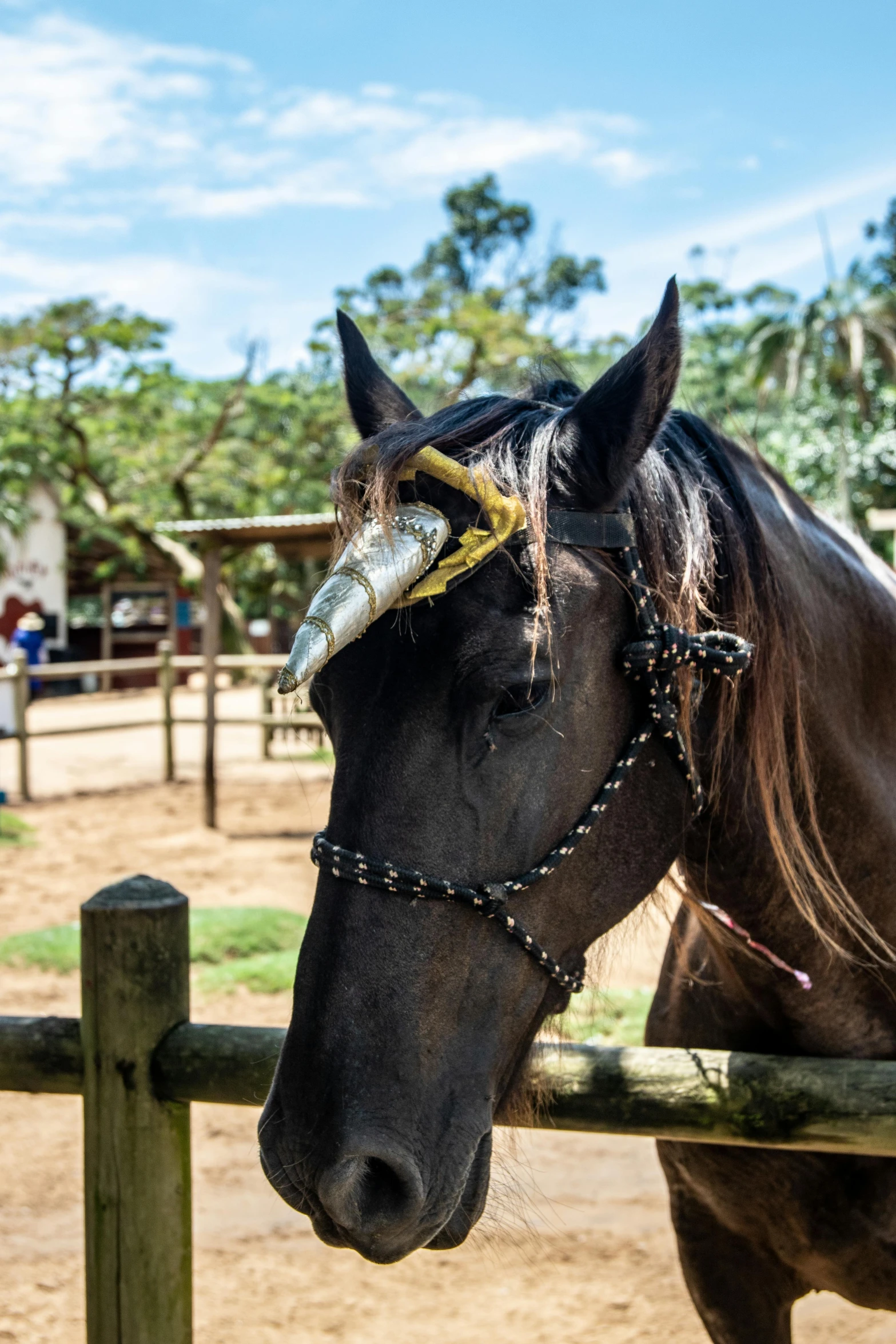 there is a horse that has a crown on his head