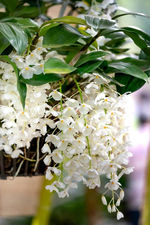 a bush with white flowers, green leaves and a bird feeder