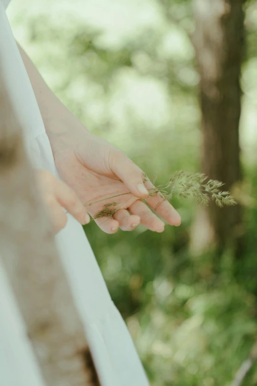 a person is holding out a tiny plant