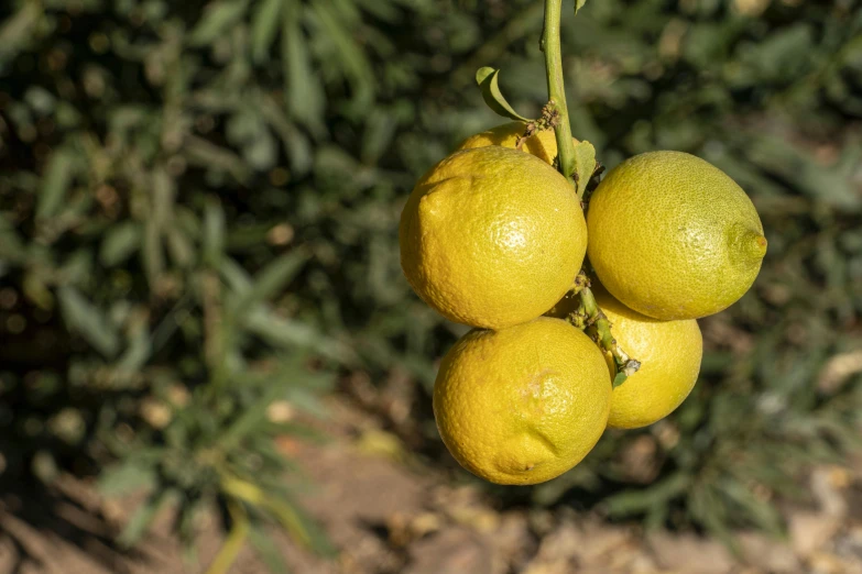 three lemons hanging from a nch outside