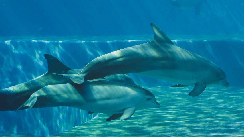 a group of dolphins swimming under water