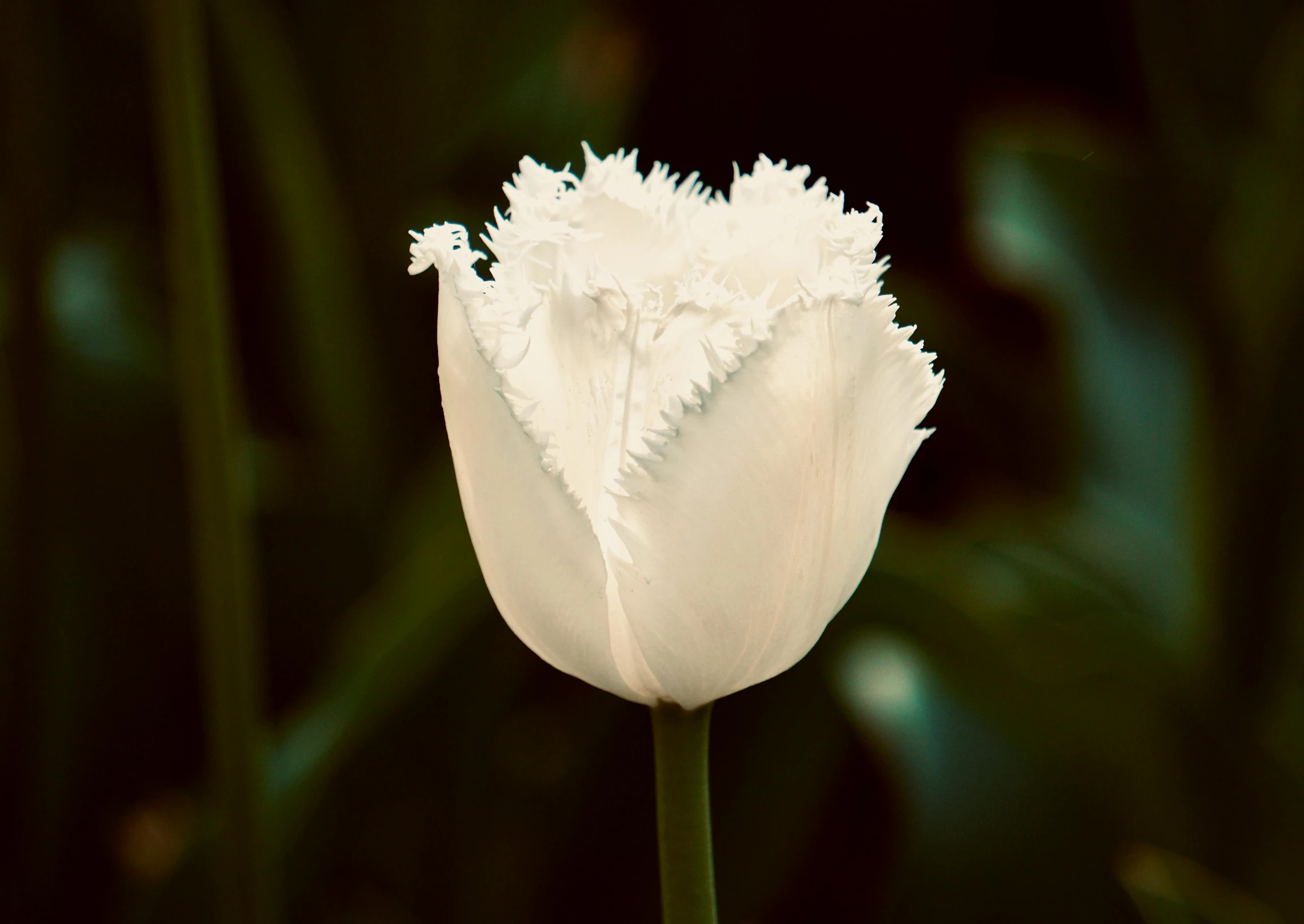 a single white tulip with dark background