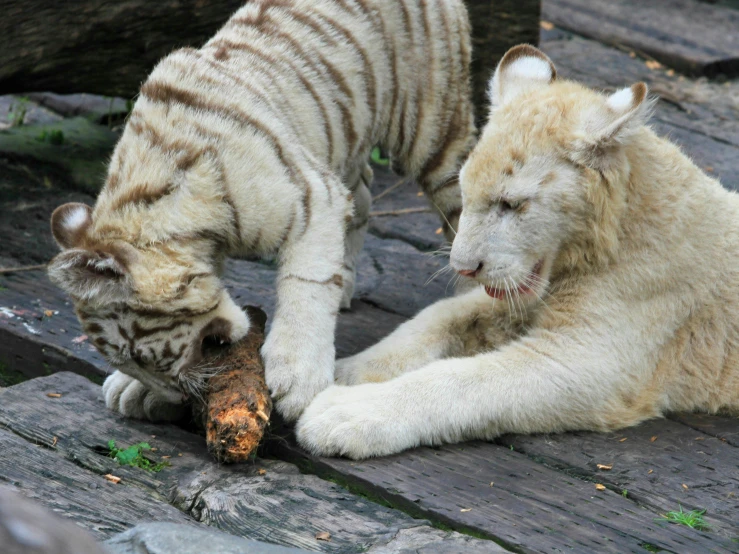 two white tiger cubs eat food off the wooden planks