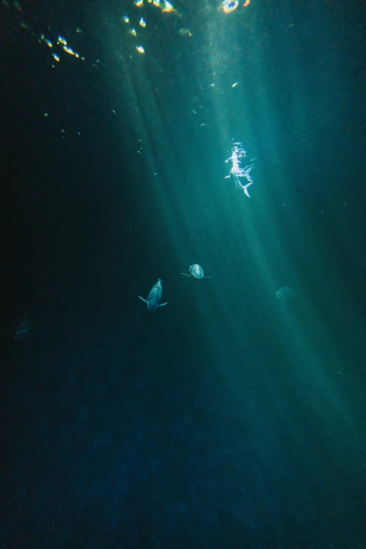 some fish swimming in an ocean with sunlight shining