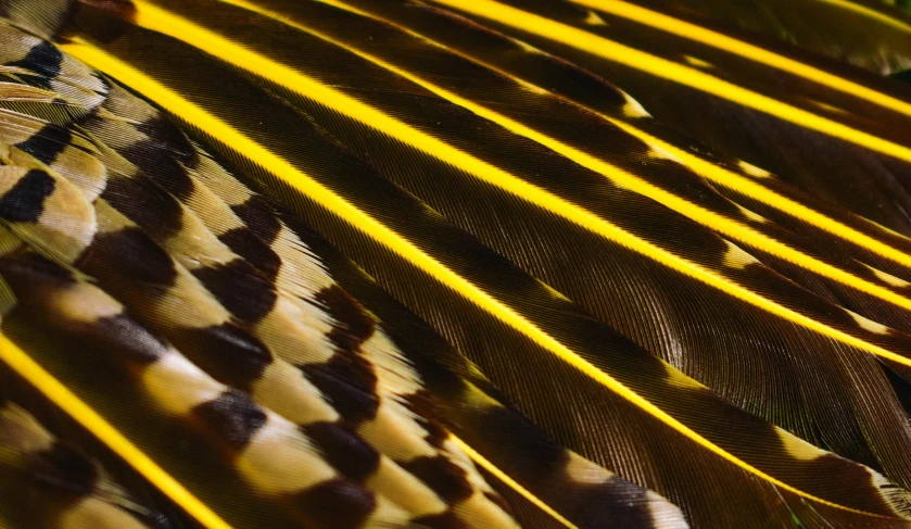 colorful, detailed, feathers that are brown and white