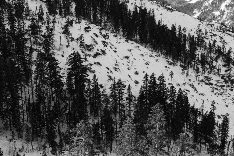 a snowy mountain with a snow covered slope and pine trees