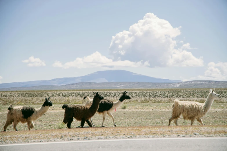 an image of a herd of lamas roaming the desert