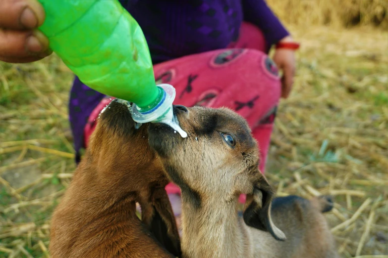 a baby goat getting a bottle filled with its nose