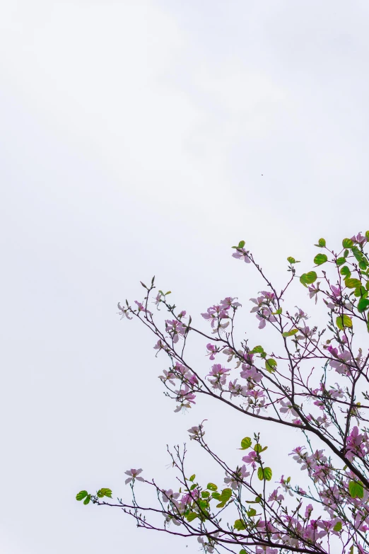 tree nches with purple blossoms on white background