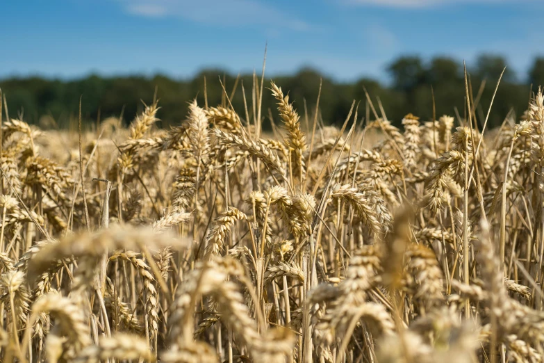 a field full of golden wheat standing next to a forest