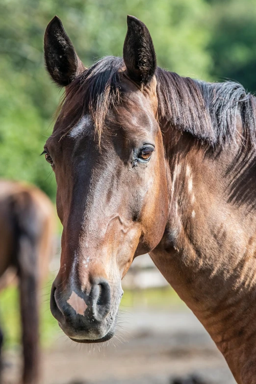 a horse stands in front of other horses