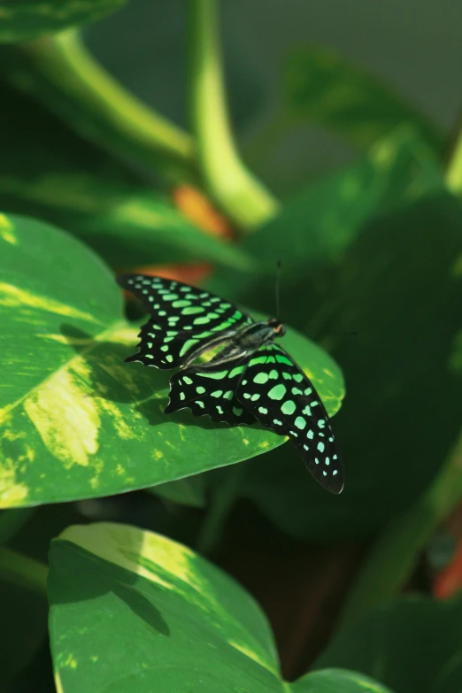 a black and blue erfly sitting on a leaf