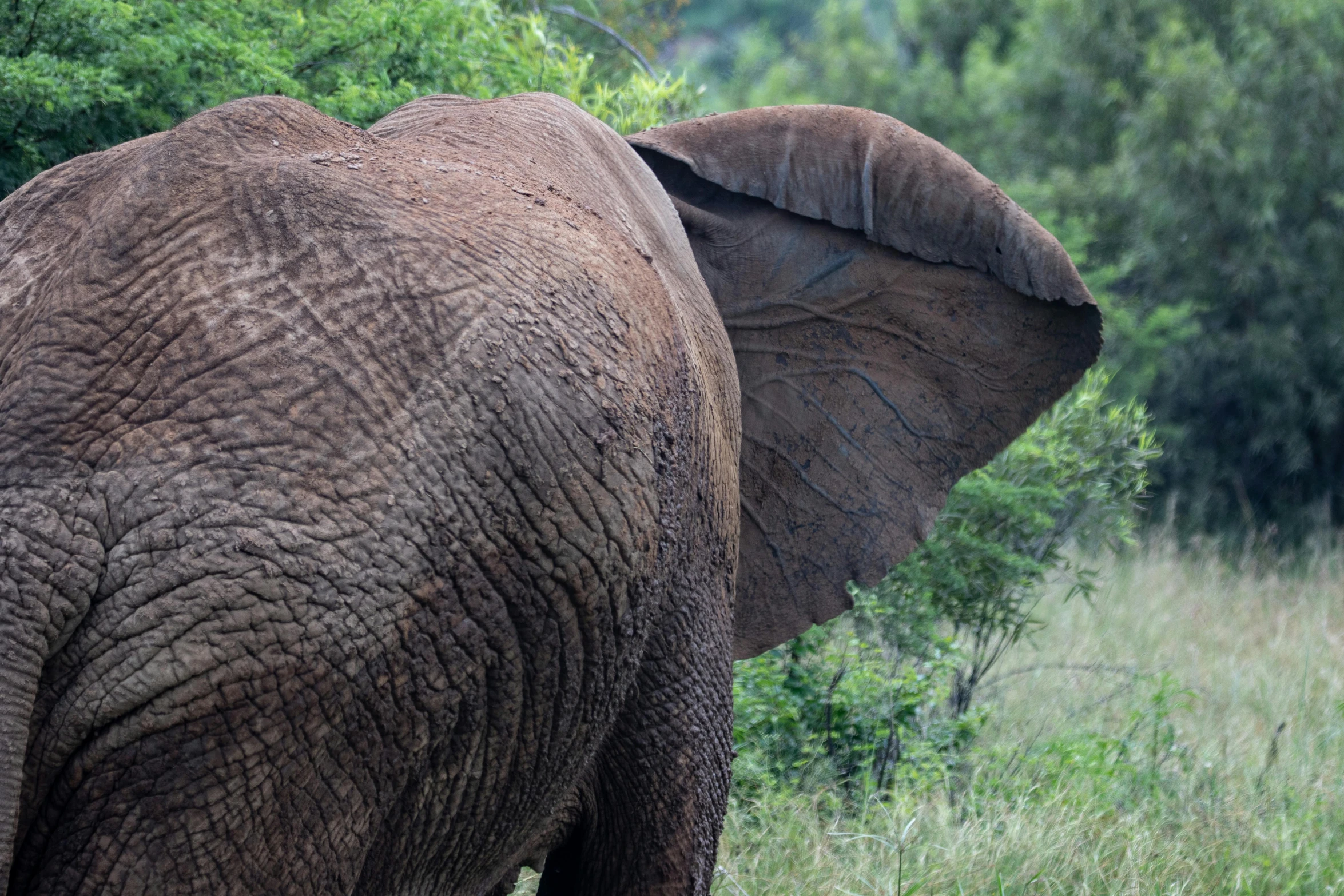 an elephant is walking down the road through the grass