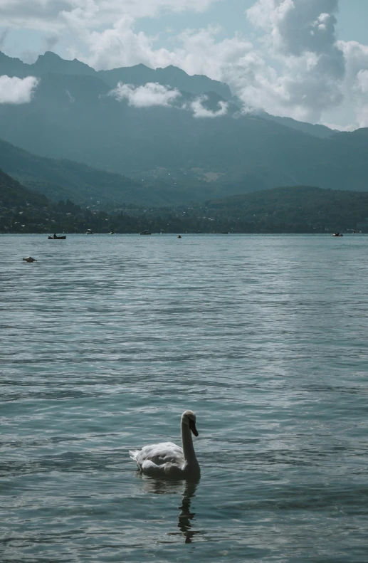 the ducks is swimming in the water by the hills