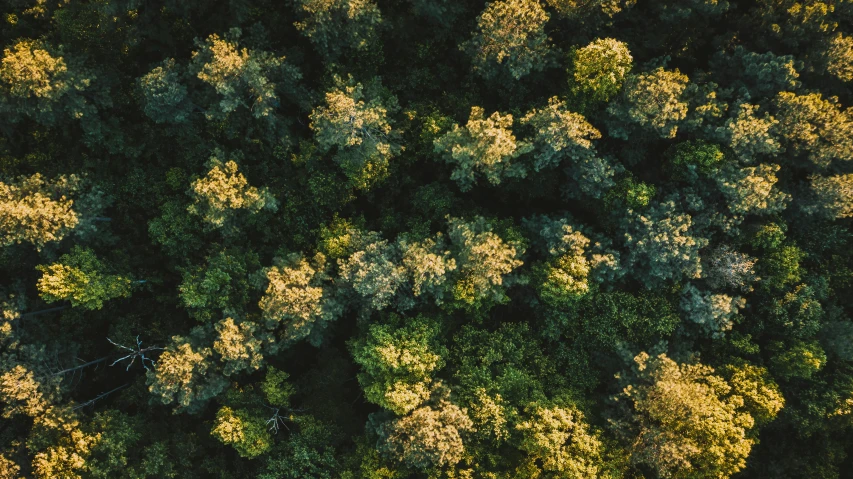 an aerial view of trees and power lines