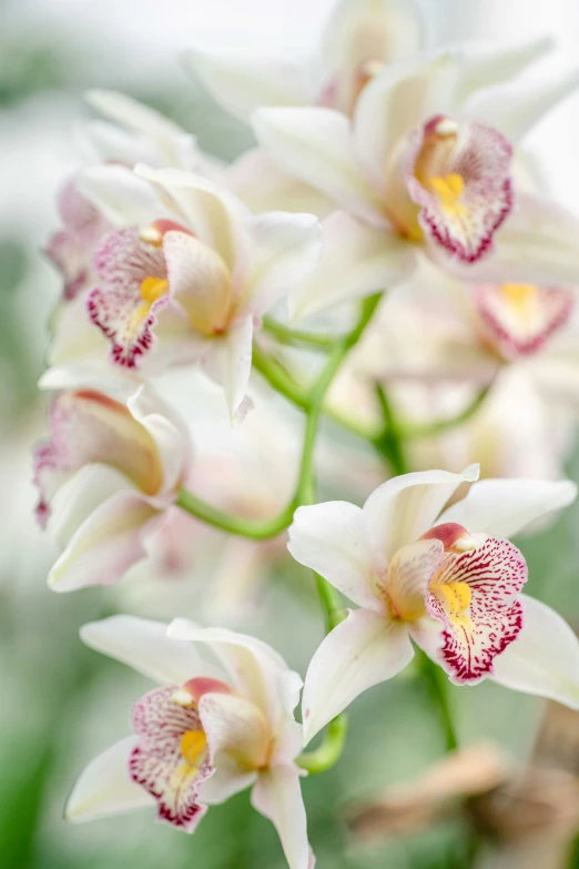 a close up of flowers that are white and pink