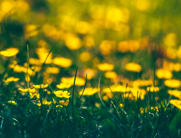 close up of some yellow flowers in the grass