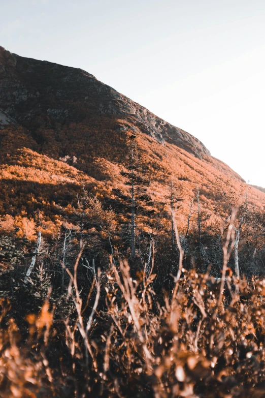 a mountain side in the afternoon light on an autumn day