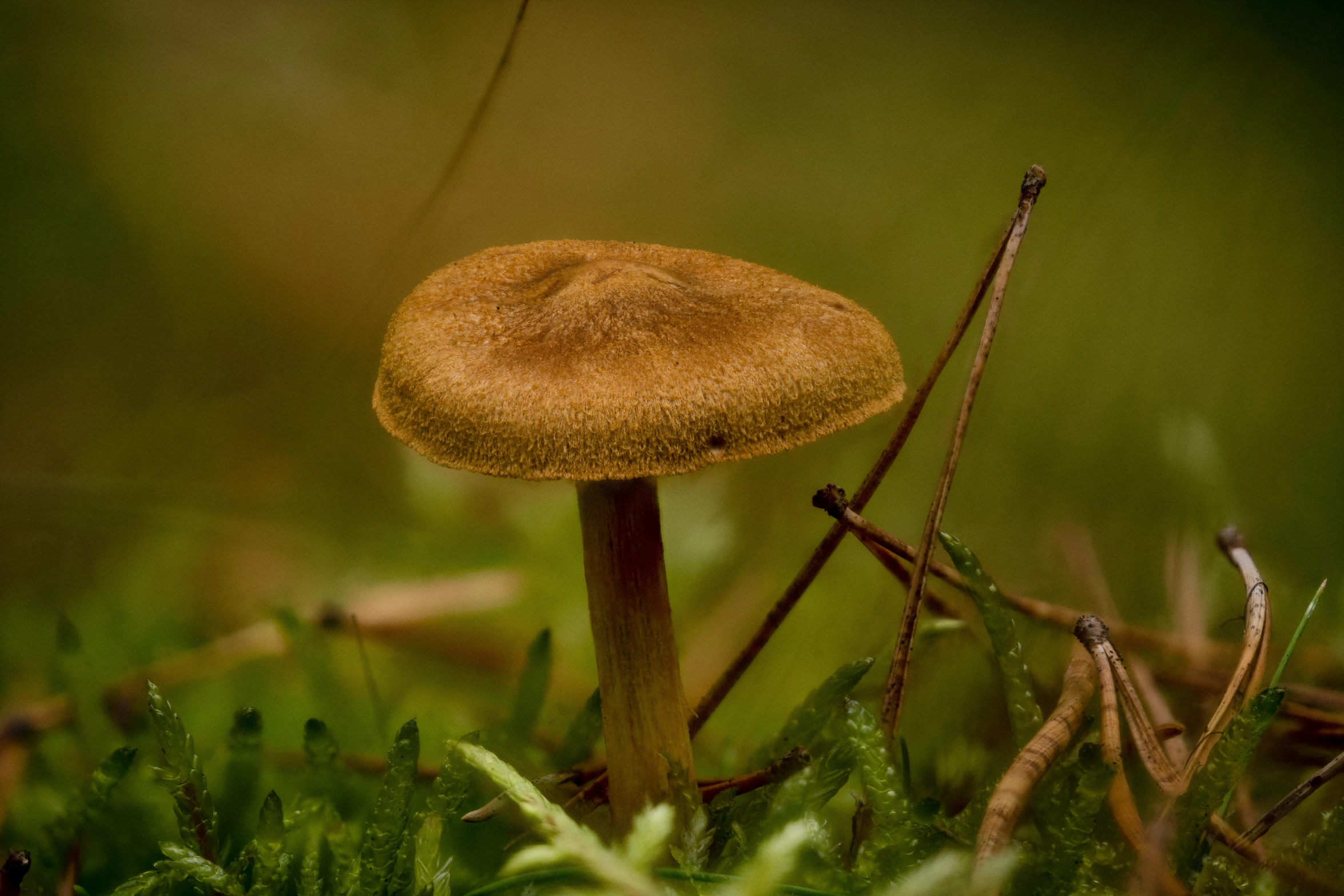 a mushroom sits in the middle of a patch of grass