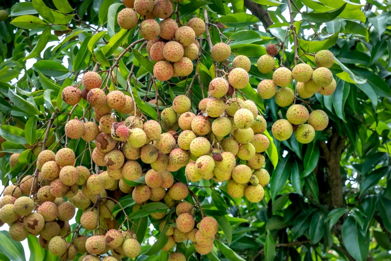 a number of fruit hanging from a tree