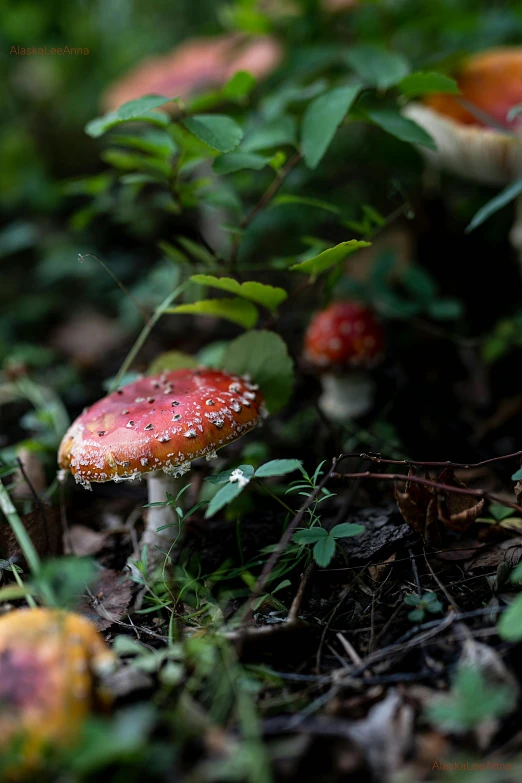 group of mushrooms growing on forest floor in the morning