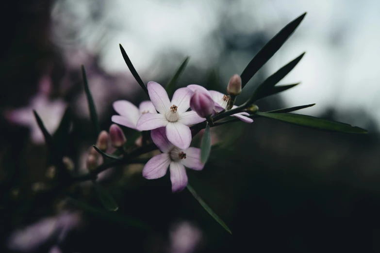 a bunch of purple flowers blooming on a tree