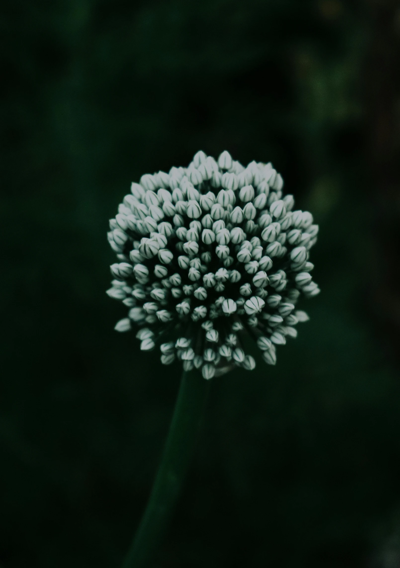 the flower is very small and the petals are white