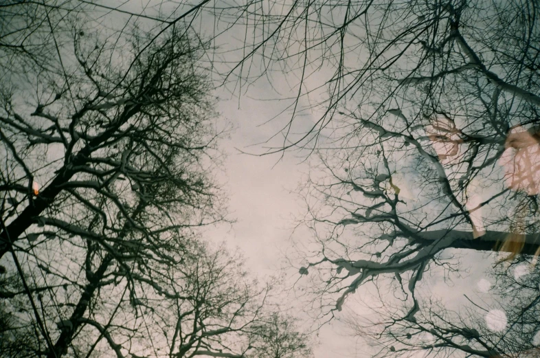 looking up at tall leafless trees in the winter