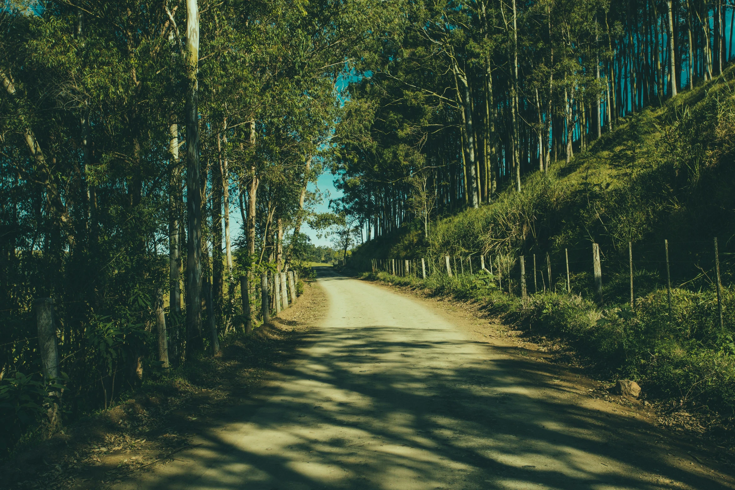 the back road is lined with tall trees