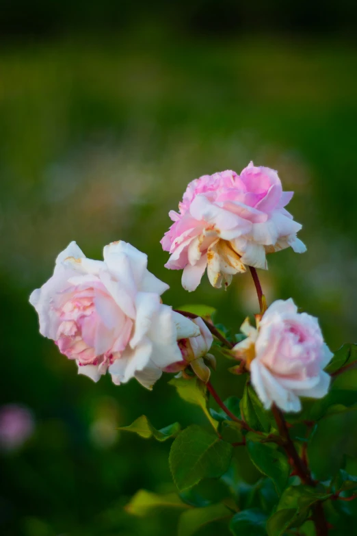 some pink flowers are blooming very small ones