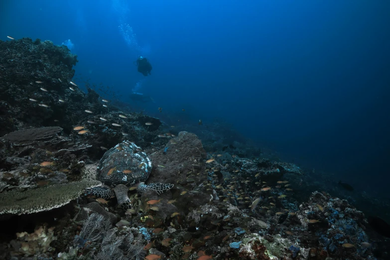 a large number of corals and debris on the bottom of a dark body of water