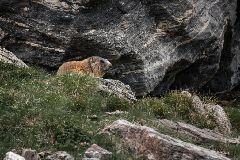 a grizzly bear is poking his head out on the side of a cliff