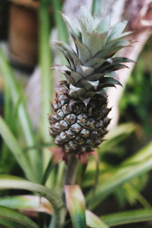 a pineapple is sitting on the tip of a stalk