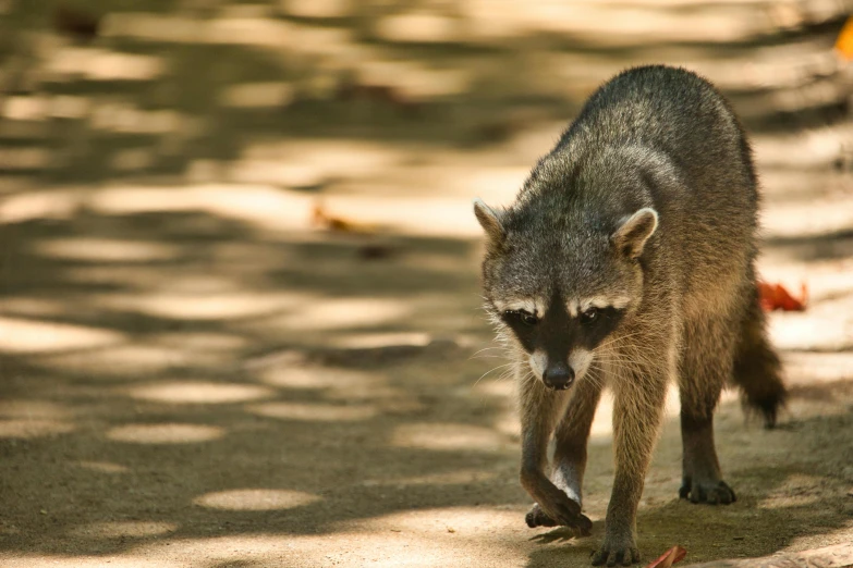 a small rac is standing in the shade