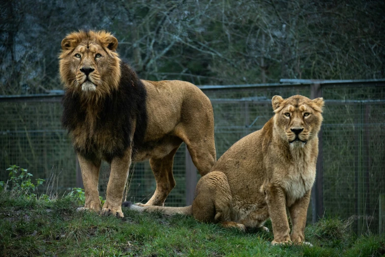 the lions are very big and very beautiful