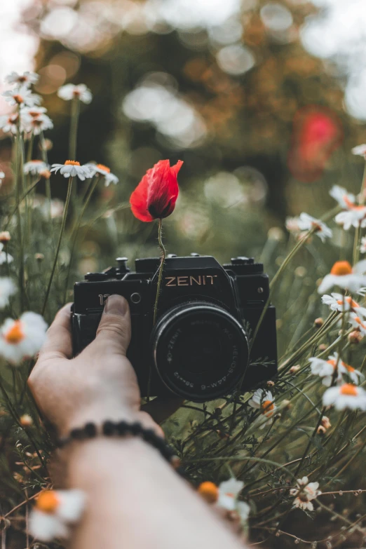 a hand holding a camera over flowers