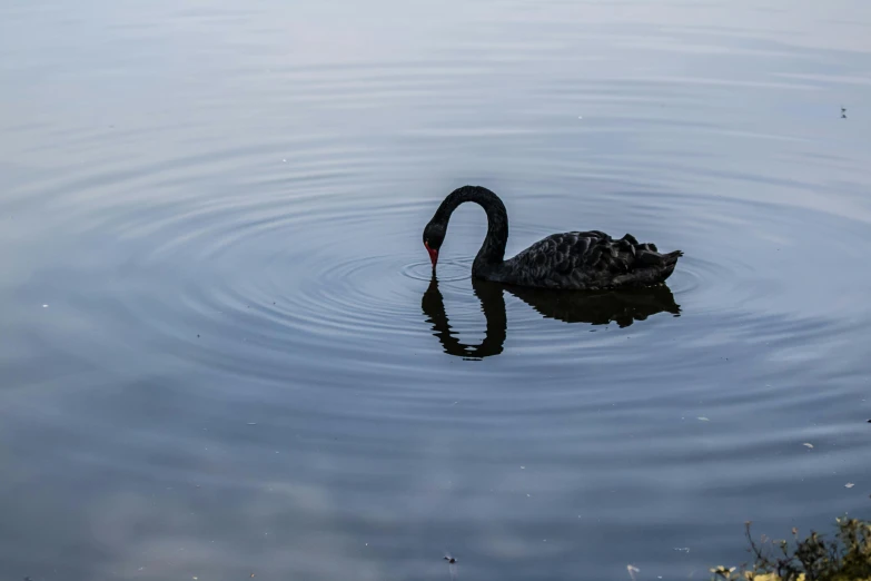 the black swan is swimming in the lake