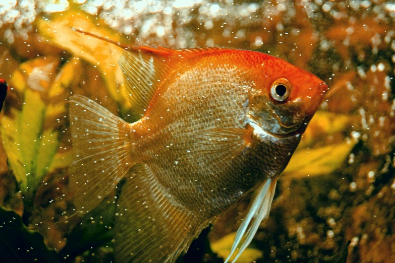 an orange and white fish is in an aquarium